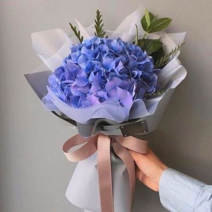 Гортензия голубая в Абакане