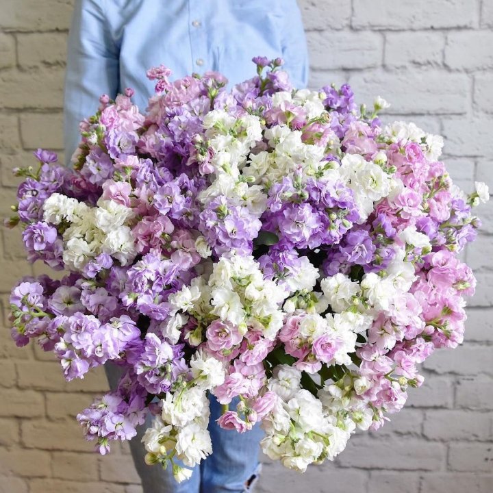 Облако маттиол в Абакане