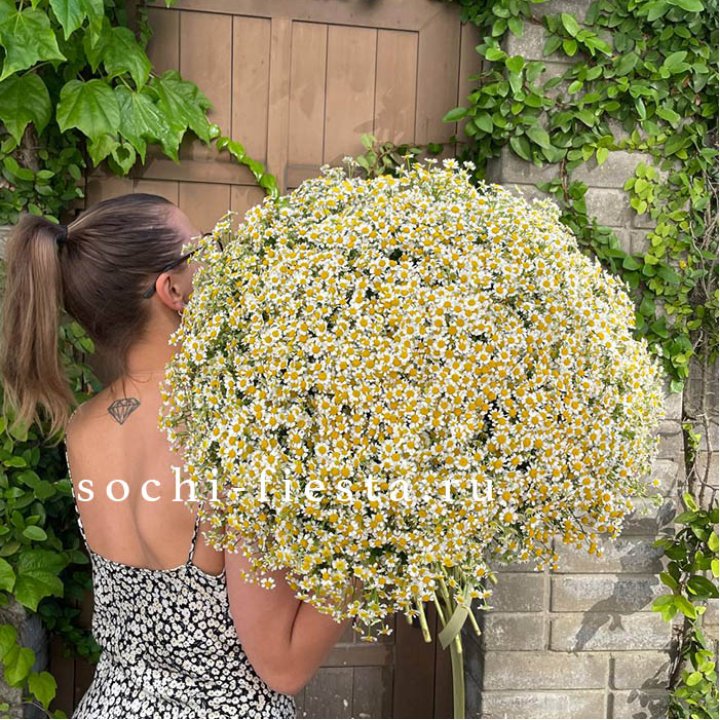 101 ромашка в Абакане