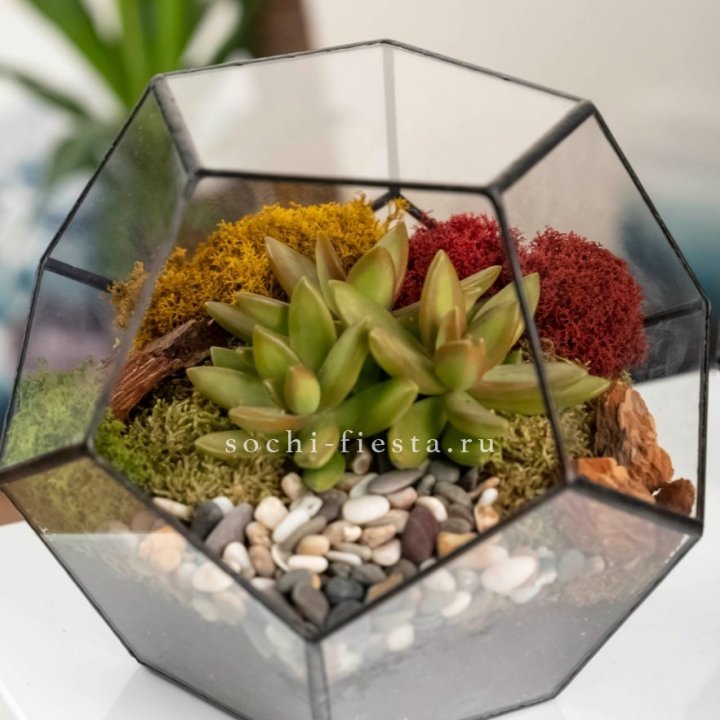 Флорариум “Додекаэдр” с суккулентом Седум в Абакане