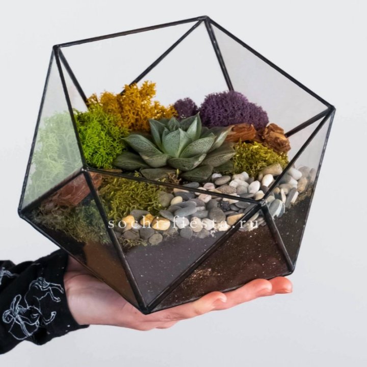 Флорариум “Икосаэдр” с суккулентом Каменная Роза в Абакане