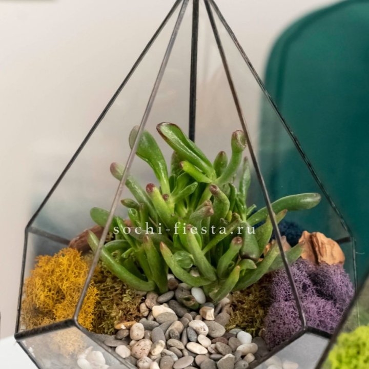 Флорариум “Капля” с суккулентом Крассула Хоббит в Абакане