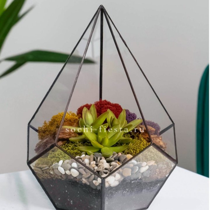Флорариум Капля с суккулентом в Абакане