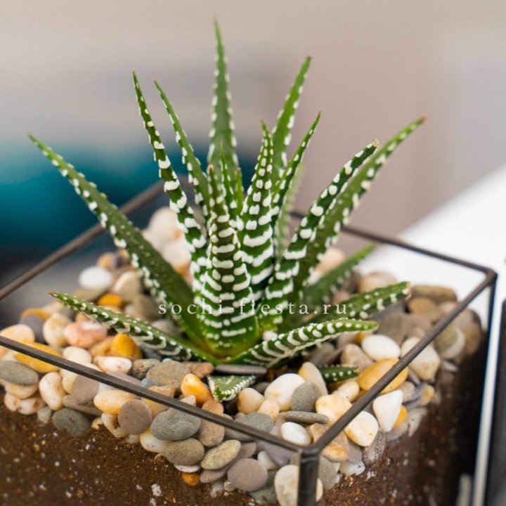 Флорариум Кубик с суккулентом Хавортия в Абакане