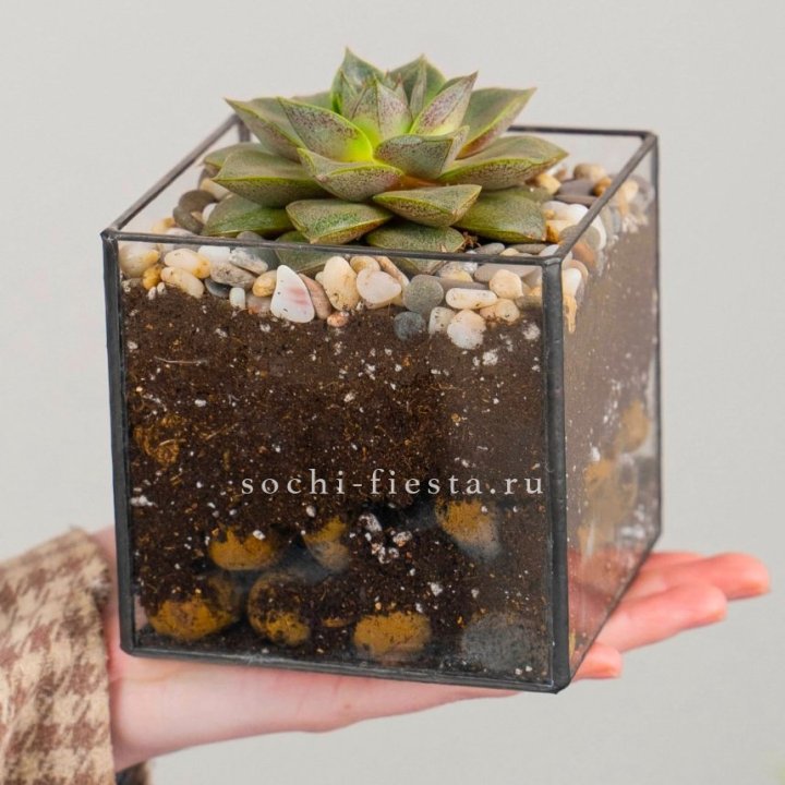 Флорариум Кубик с суккулентом Каменная роза в Абакане