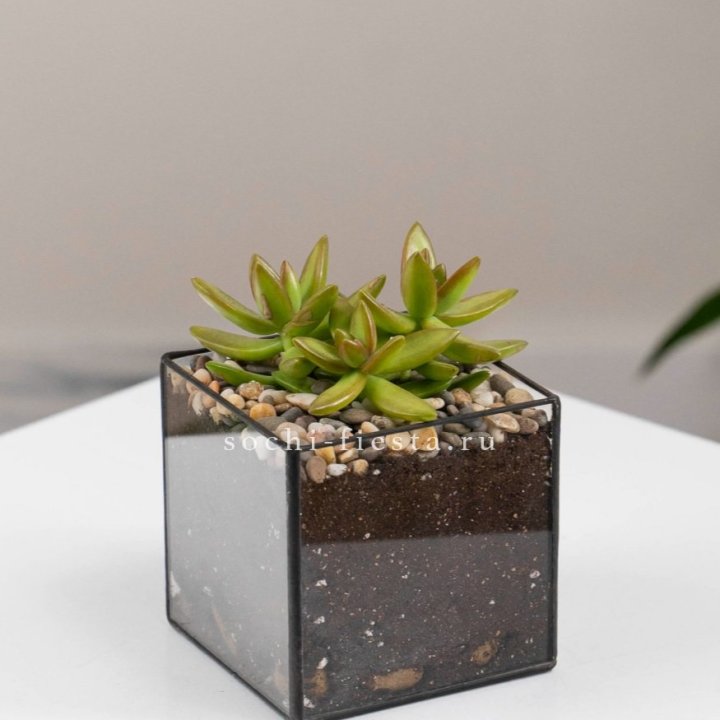 Флорариум Кубик с суккулентом Седум в Абакане
