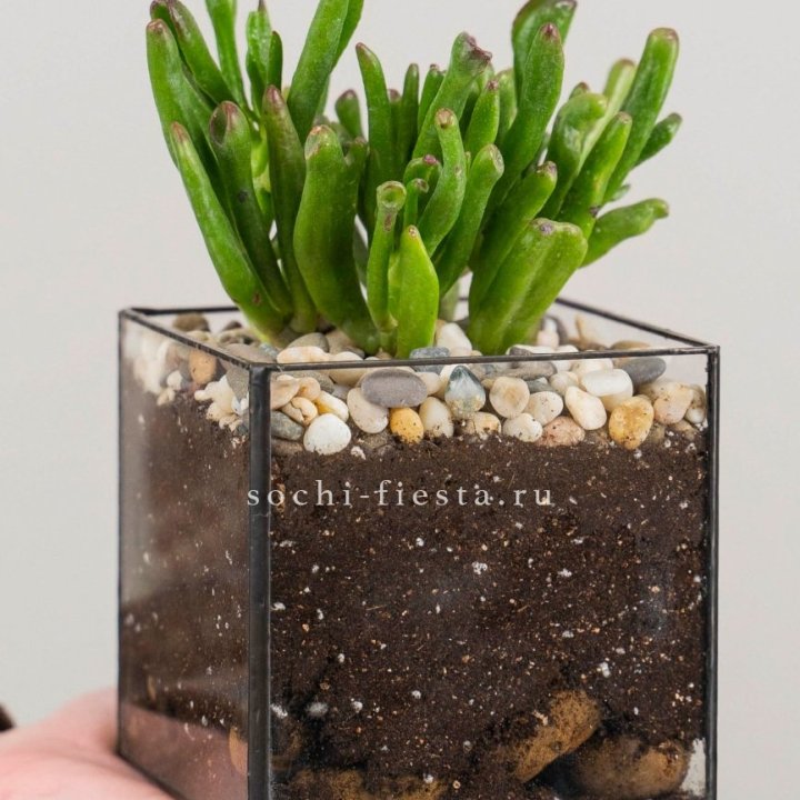 Флорариум Кубик с суккулентом Хоббит в Абакане