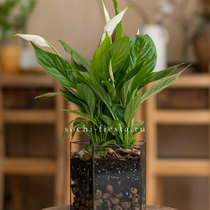 Спатифиллум в кашпо Пятиугольник в Абакане