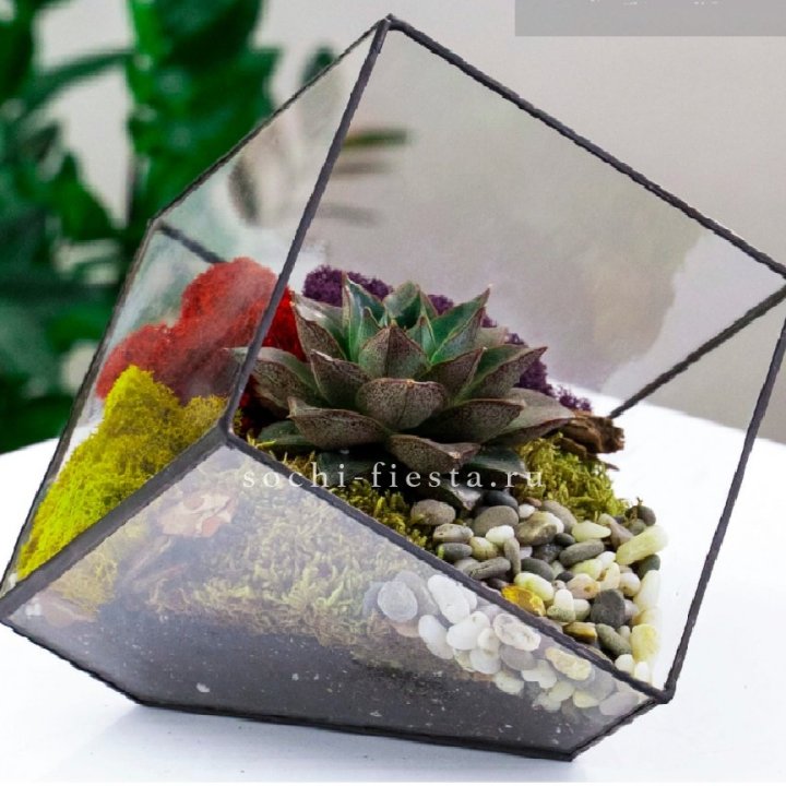 Флорариум Куб усеченный с суккулентом Каменная роза в Абакане