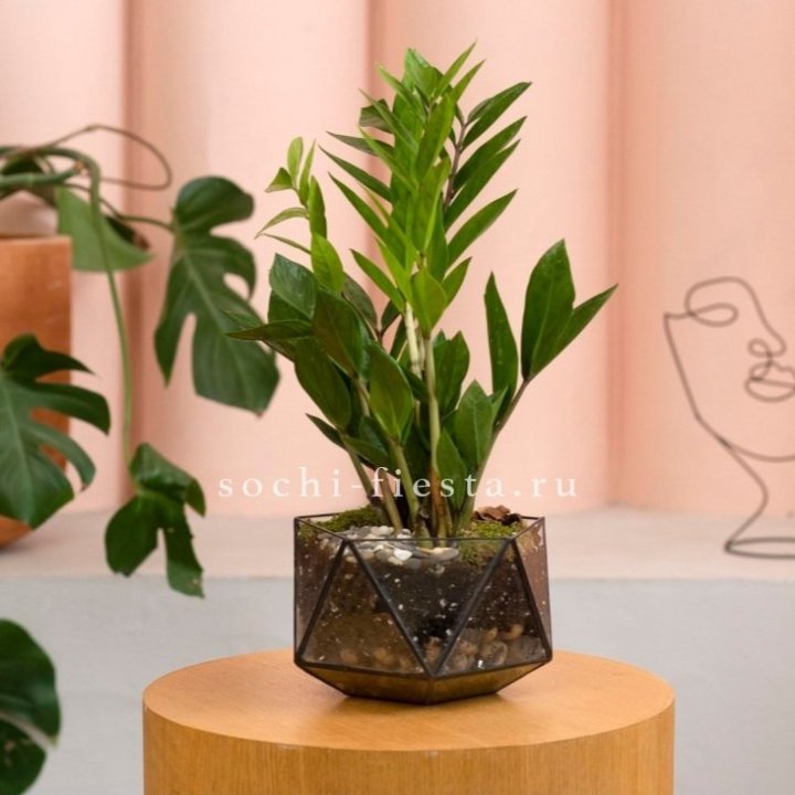 Замиокулькас в кашпо Икосаедр в Абакане