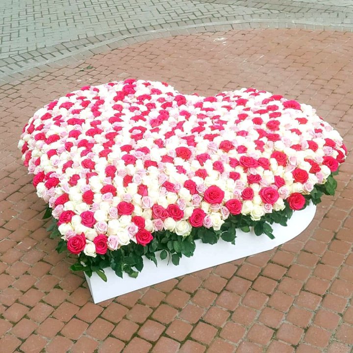 555 роза  в Абакане