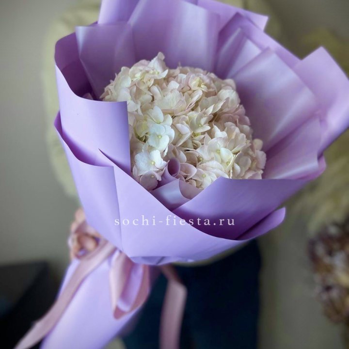 Гортензия розовая в Абакане