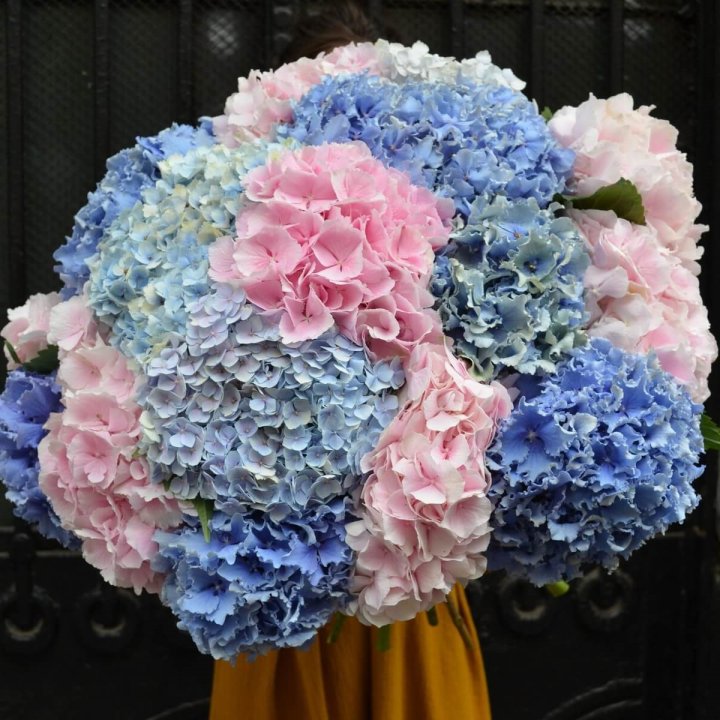 Букет гортензий "Фонтан" в Абакане