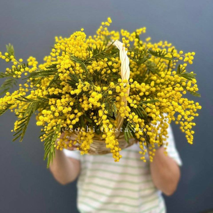 Весенняя корзина мимозы в Абакане