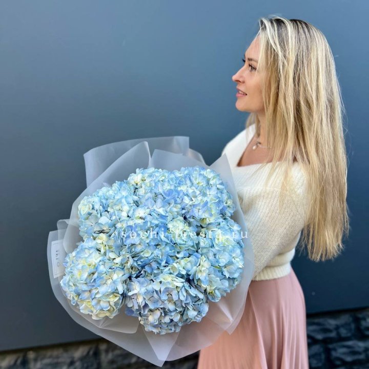 7 голубых гортензий в Абакане