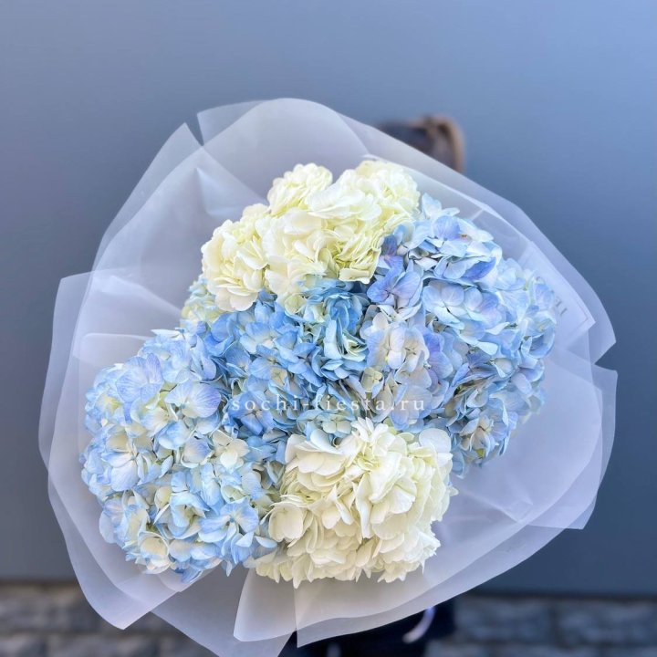 5 бело-голубых гортензий в Абакане