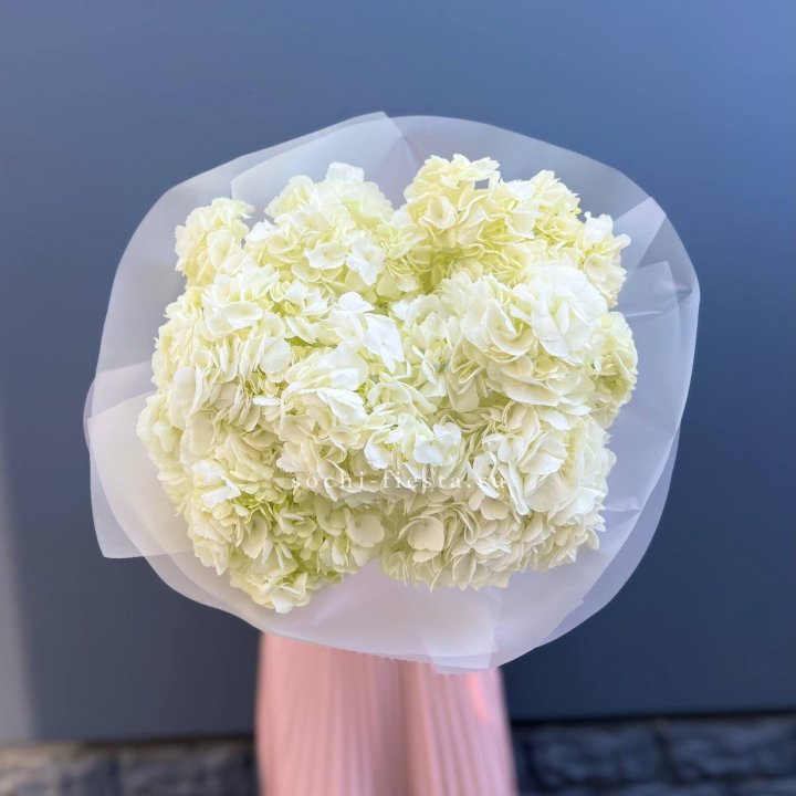 7 белых гортензий в Абакане