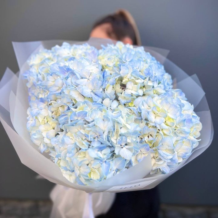 5 голубых гортензий в Абакане