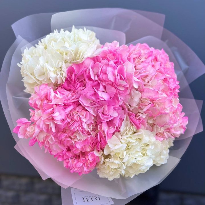 5 бело-розовых гортензий в Абакане