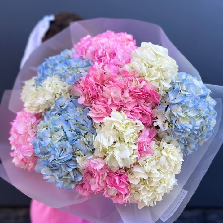 11 гортензий микс в Абакане