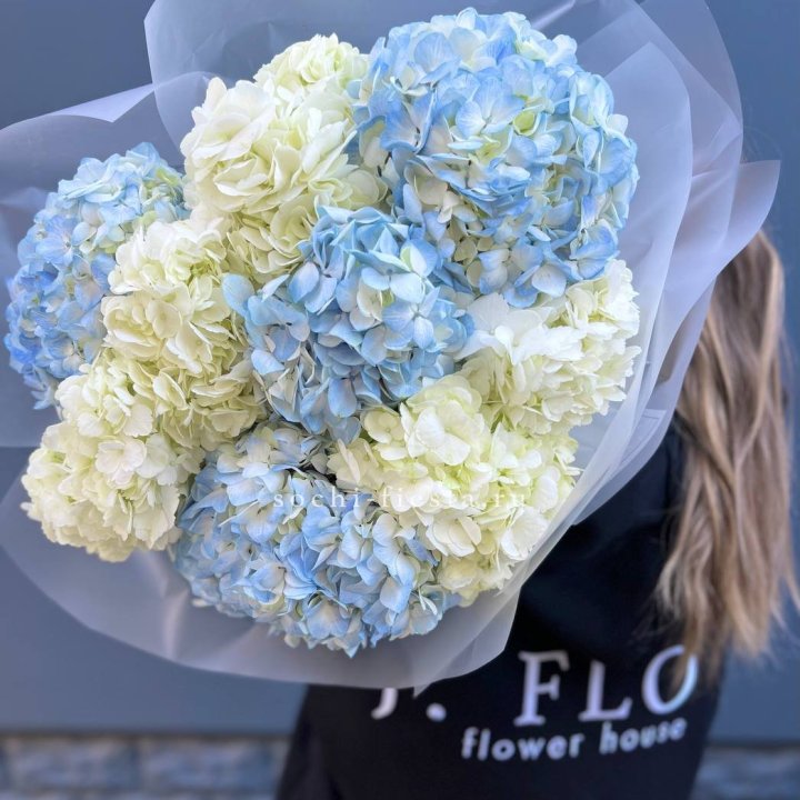 9 бело-голубых гортензий в Абакане