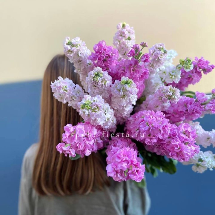 Охапка маттиолы в Абакане