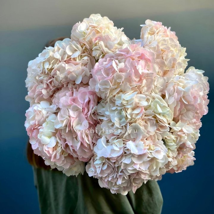 Охапка розовой гортензии в Абакане