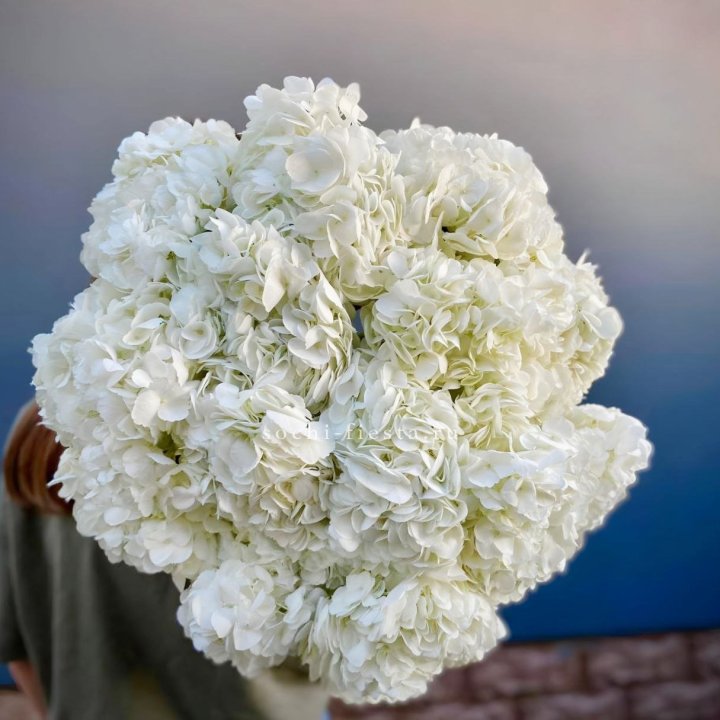 Охапка белой гортензии в Абакане