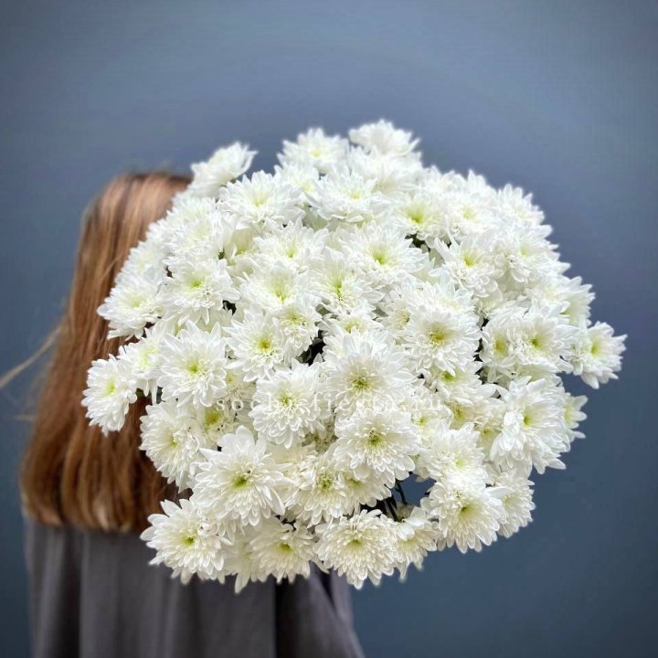 Охапка Хризантемы кустовой в Абакане