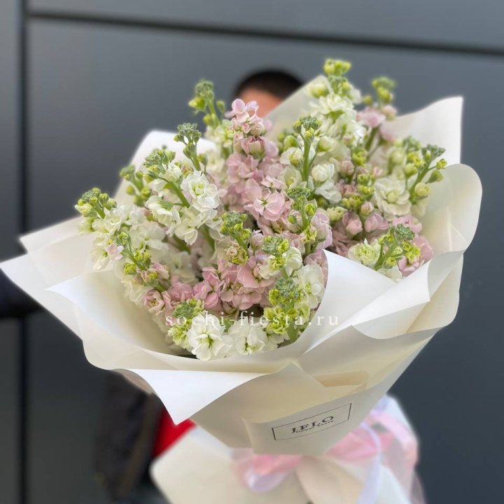 29 маттиол  в Абакане