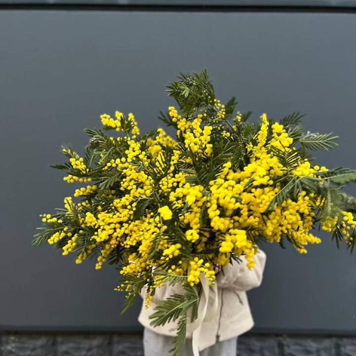 Охопка мимозы в Абакане