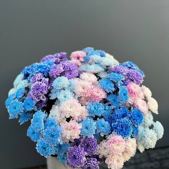 25 цветных хризантем в Абакане