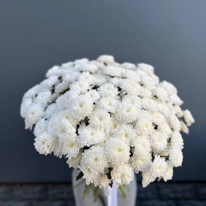  25 хризантем белых в Абакане