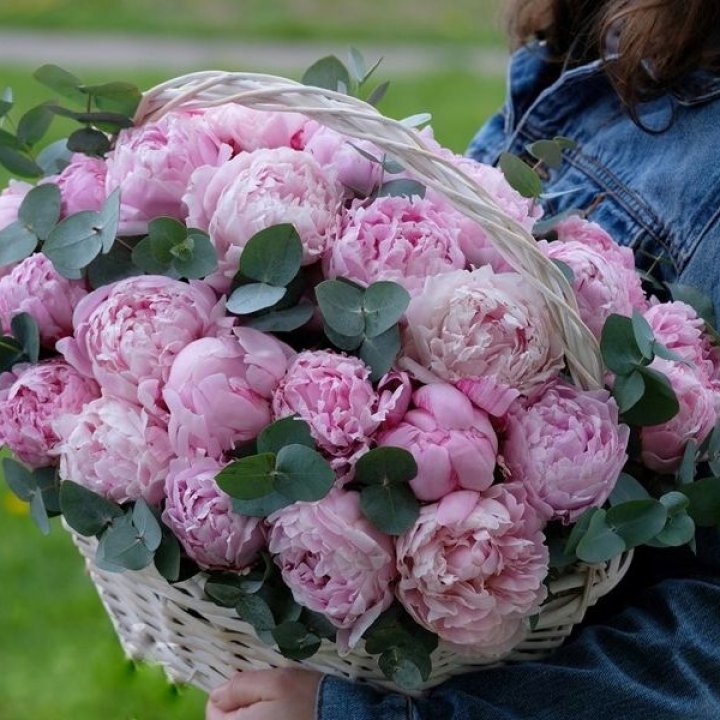 51 пион в корзине в Абакане