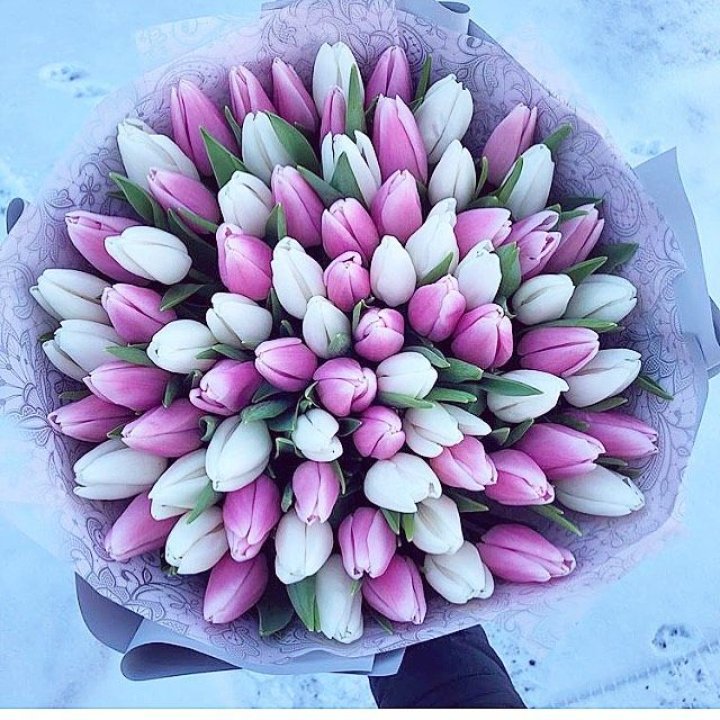 101 тюльпан "Лолипоп" в Абакане