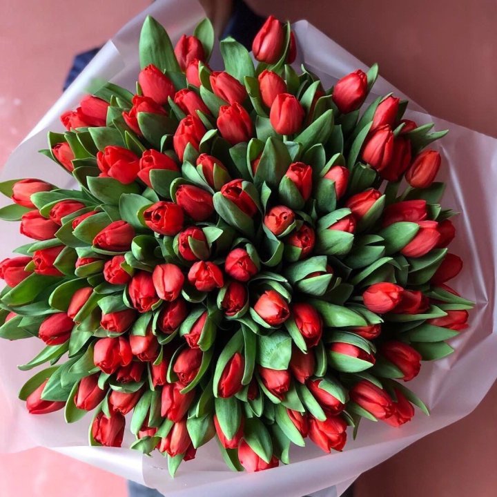 101 красный тюльпан в Абакане